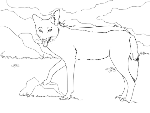 Black Backed Jackal Coloring Page